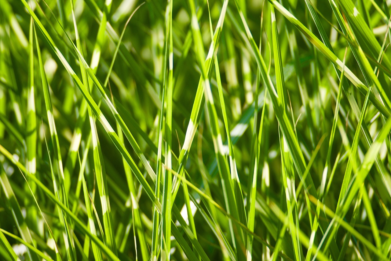 grass im garten