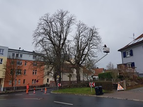 baumpflege-gartenbau-henn