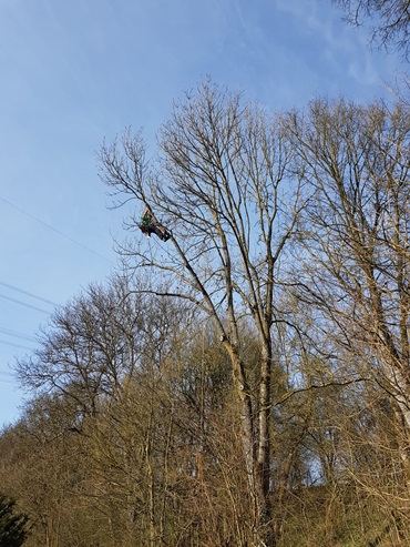 baumpflege-gartenbau-henn