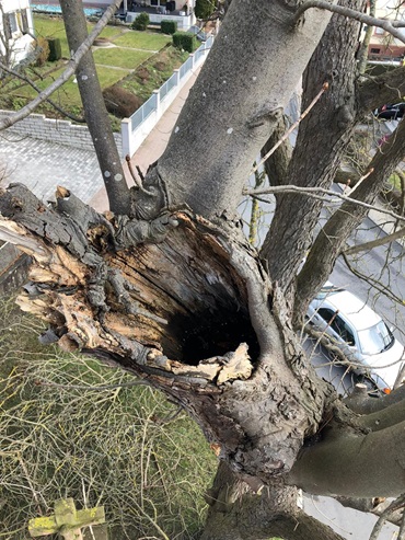 baumpflege-gartenbau-henn