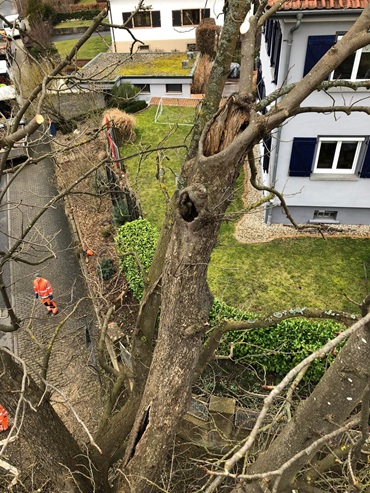 baumpflege-gartenbau-henn